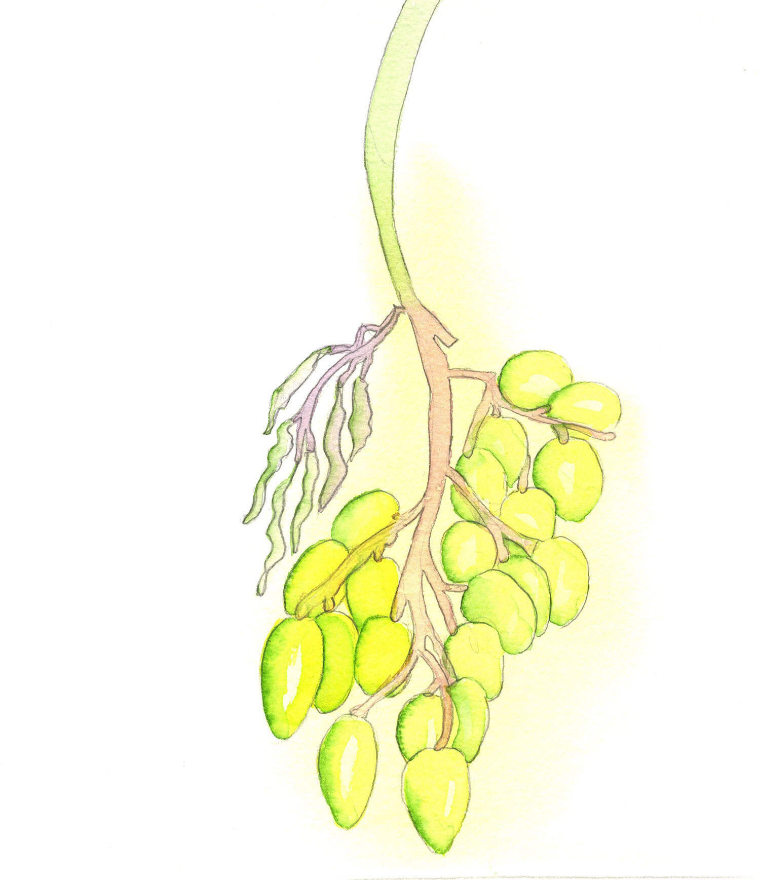 Catholics who do not pray, or who hope to do good but without prayer, cannot draw from Christ the graces they need for a vigorous spiritual life. They are like grapes that are shrivelling on the vine, through separation.