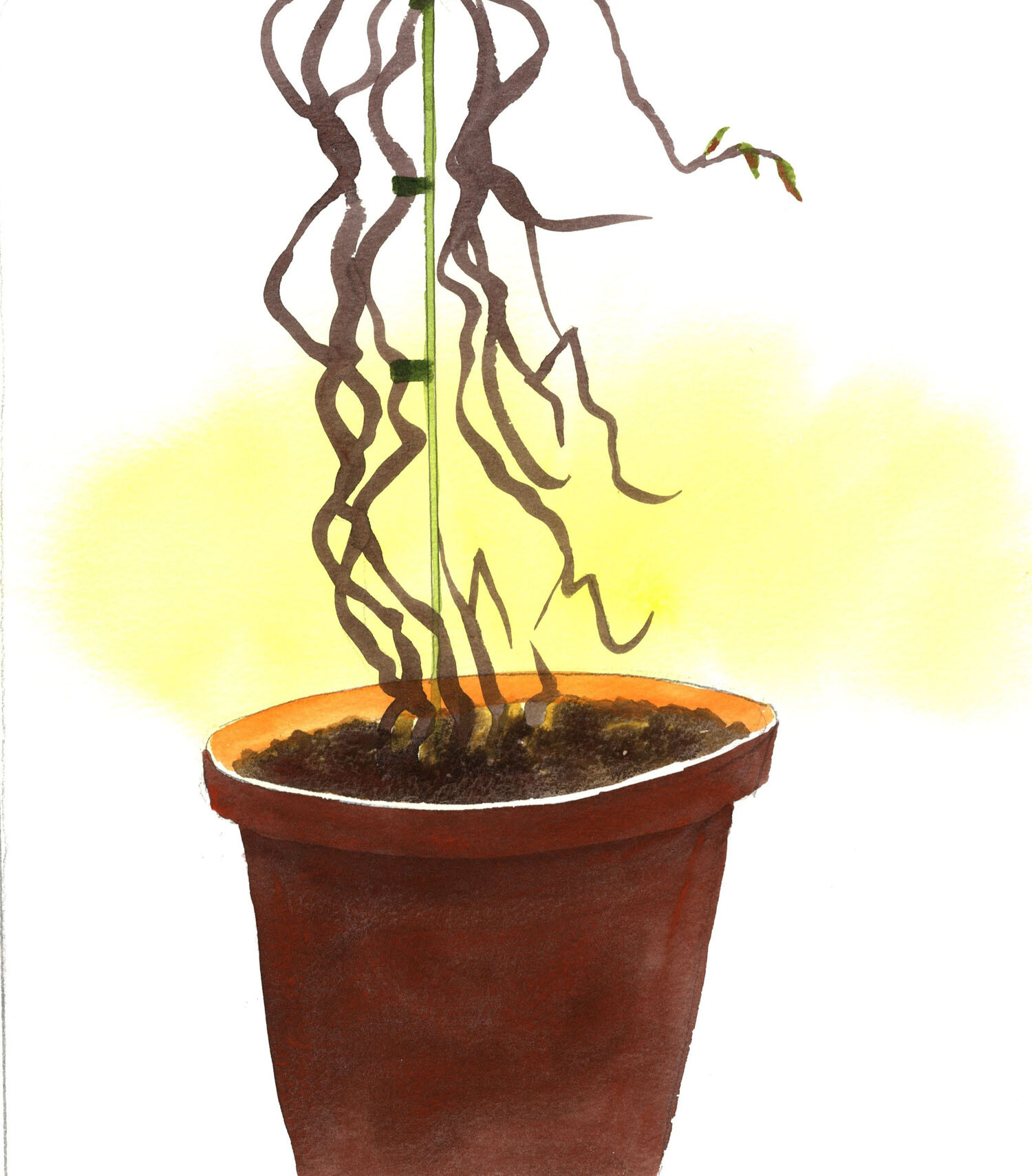 An important way of achieving a simplified and more mature Catholic life is a clear appraisal of activities and possessions, discarding what is no longer necessary or helpful. Just as we might discard a pot-plant that is impossible to revive, so we should discard or give away or store what is no longer required.